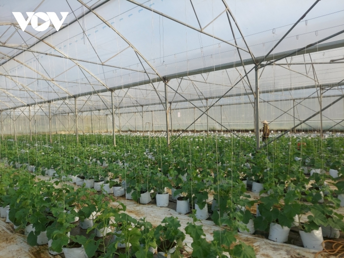 Nông sản Bình Định dễ tiếp cận hơn nhờ lên sàn thương mại điện tử