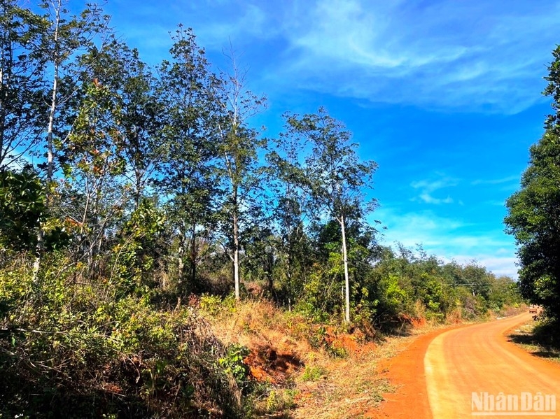 Đắk Nông: Huyện Tuy Đức cấp đất trái quy định cho người dân trên đất lâm nghiệp