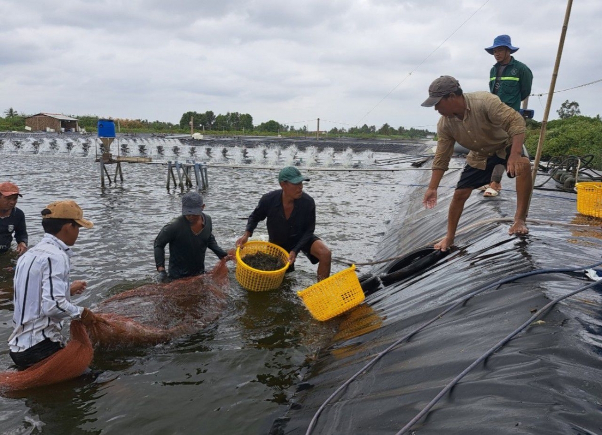 Phú Tân phát triển mạnh mô hình nuôi tôm siêu thâm canh Phú Tân phát triển mạnh mô hình nuôi tôm siêu thâm canh