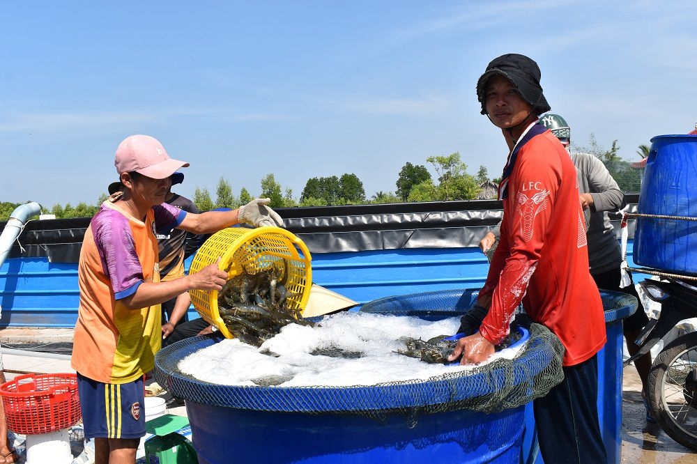 Phú Tân phát triển mạnh mô hình nuôi tôm siêu thâm canh Phú Tân phát triển mạnh mô hình nuôi tôm siêu thâm canh