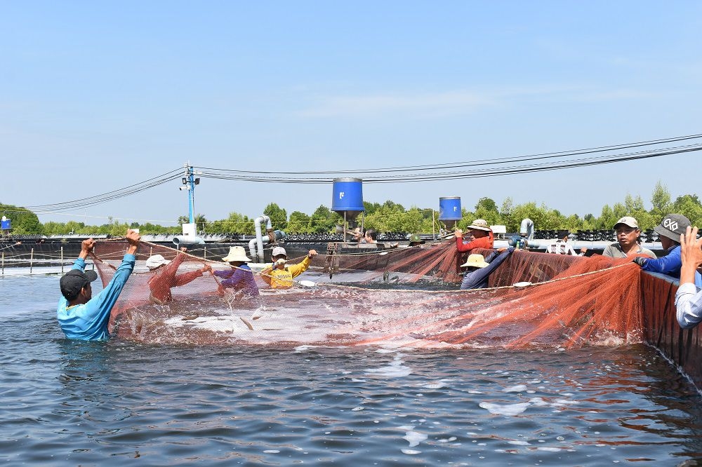 Phú Tân phát triển mạnh mô hình nuôi tôm siêu thâm canh Phú Tân phát triển mạnh mô hình nuôi tôm siêu thâm canh