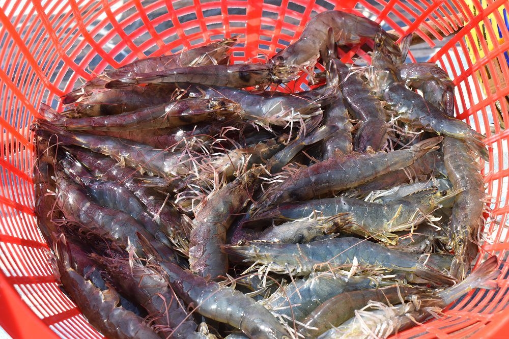 Phú Tân phát triển mạnh mô hình nuôi tôm siêu thâm canh Phú Tân phát triển mạnh mô hình nuôi tôm siêu thâm canh