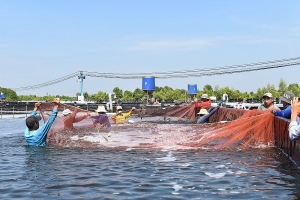 Phú Tân phát triển mạnh mô hình nuôi tôm siêu thâm canh