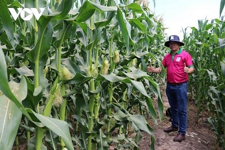 Mùa khô nông dân Tiền Giang vẫn có nguồn thu nhập khá nhờ trồng rau màu Mùa khô nông dân Tiền Giang vẫn có nguồn thu nhập khá nhờ trồng rau màu