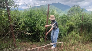 Điện Biên: Bất cập dự án trồng mắc ca ở Mường Nhé