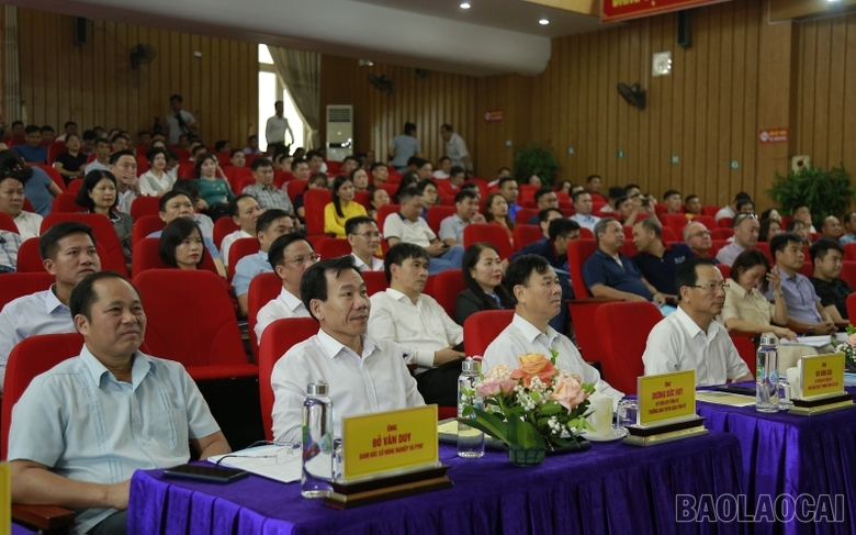 Lào Cai: Phát triển bền vững ngành hàng quế Lào Cai: Phát triển bền vững ngành hàng quế