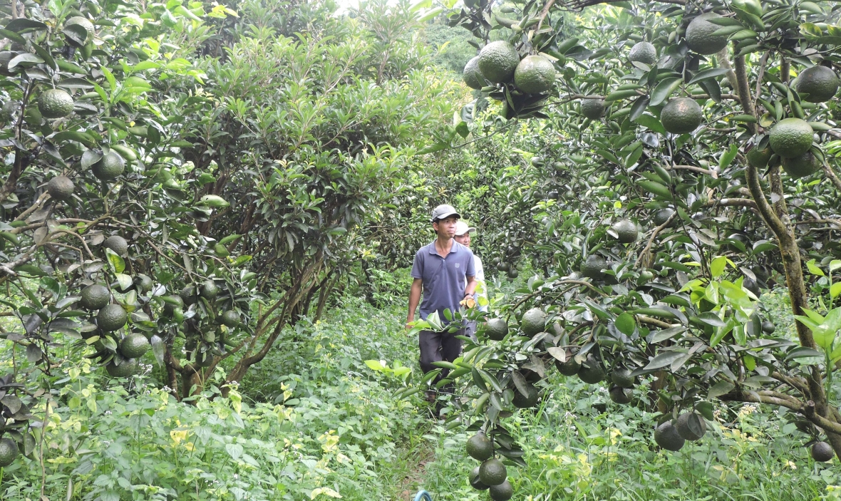 Kon Tum: Tập trung mở rộng diện tích các loại cây trồng chủ lực Kon Tum: Tập trung mở rộng diện tích các loại cây trồng chủ lực