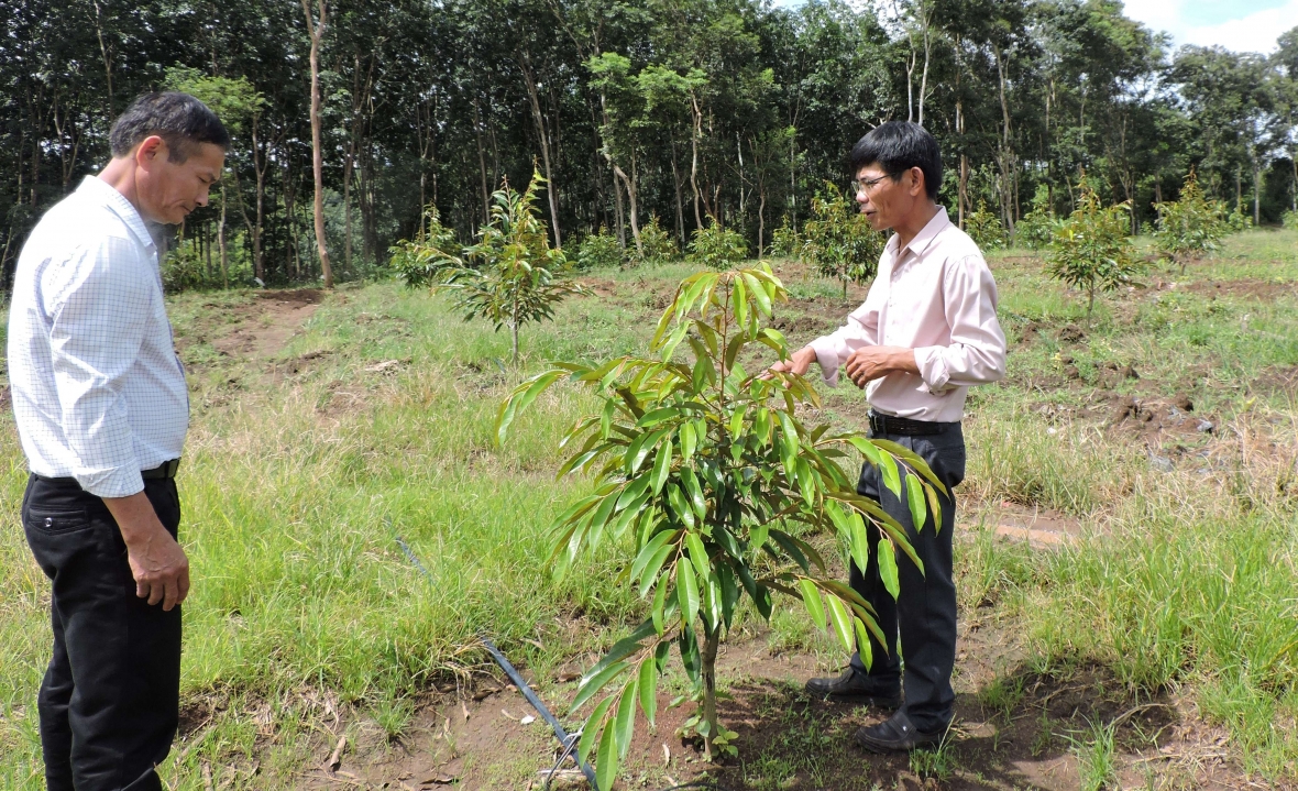 Kon Tum: Tập trung mở rộng diện tích các loại cây trồng chủ lực Kon Tum: Tập trung mở rộng diện tích các loại cây trồng chủ lực