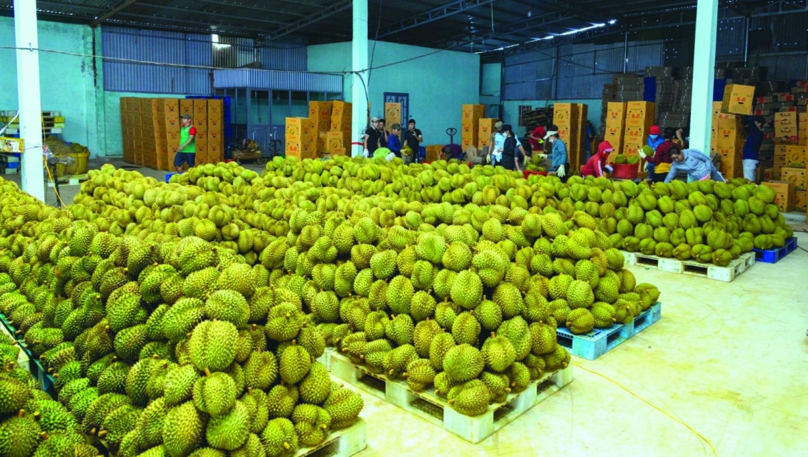 Xây dựng “đế chế” cho ngành sầu riêng | Doanh nghiệp