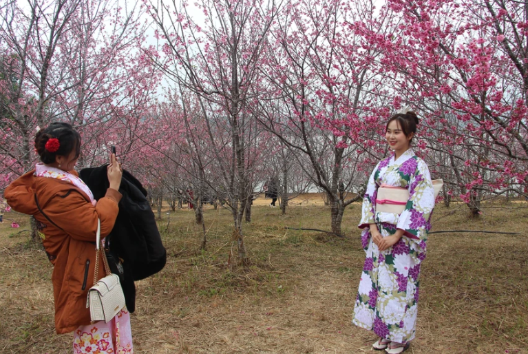 Nhiều trải nghiệm hấp dẫn tại Lễ hội hoa Anh Đào - Điện Biên Phủ