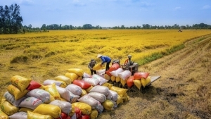 Bám sát tín hiệu thị trường, kỳ vọng giá gạo xuất khẩu sớm khôi phục