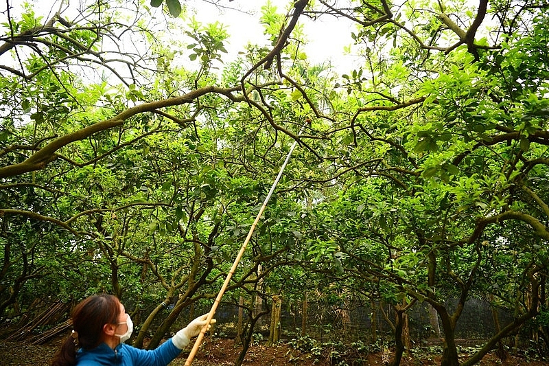 Làng bưởi Diễn nhộn nhịp vào mùa 'se duyên' cho hoa Làng bưởi Diễn nhộn nhịp vào mùa 'se duyên' cho hoa