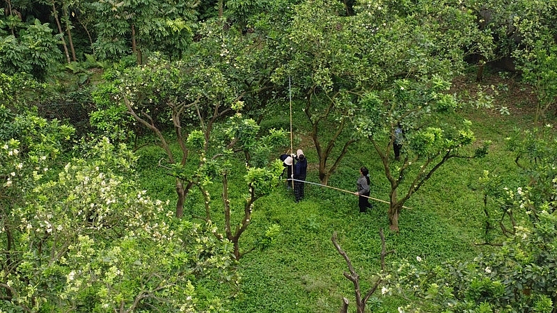 Làng bưởi Diễn nhộn nhịp vào mùa 'se duyên' cho hoa Làng bưởi Diễn nhộn nhịp vào mùa 'se duyên' cho hoa