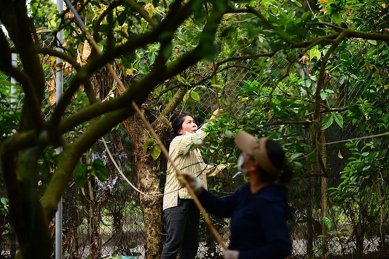 Làng bưởi Diễn nhộn nhịp vào mùa 'se duyên' cho hoa Làng bưởi Diễn nhộn nhịp vào mùa 'se duyên' cho hoa