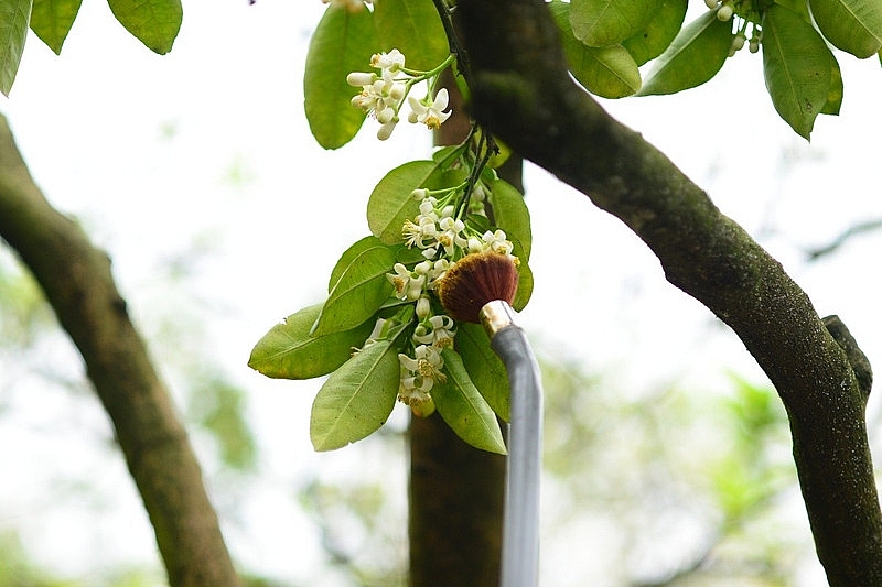 Làng bưởi Diễn nhộn nhịp vào mùa 'se duyên' cho hoa Làng bưởi Diễn nhộn nhịp vào mùa 'se duyên' cho hoa