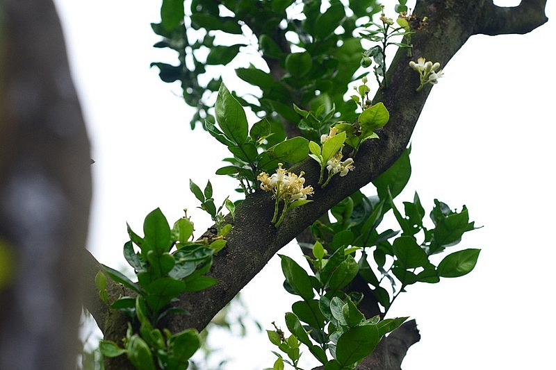 Làng bưởi Diễn nhộn nhịp vào mùa 'se duyên' cho hoa Làng bưởi Diễn nhộn nhịp vào mùa 'se duyên' cho hoa