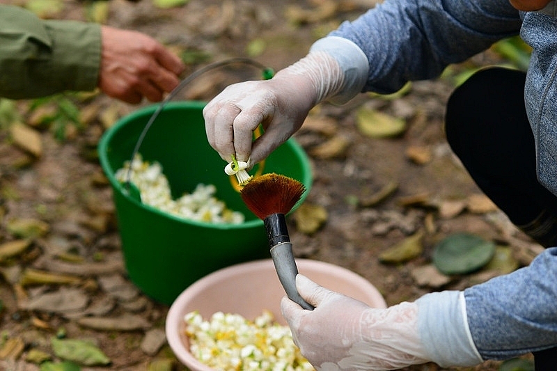 Làng bưởi Diễn nhộn nhịp vào mùa 'se duyên' cho hoa Làng bưởi Diễn nhộn nhịp vào mùa 'se duyên' cho hoa