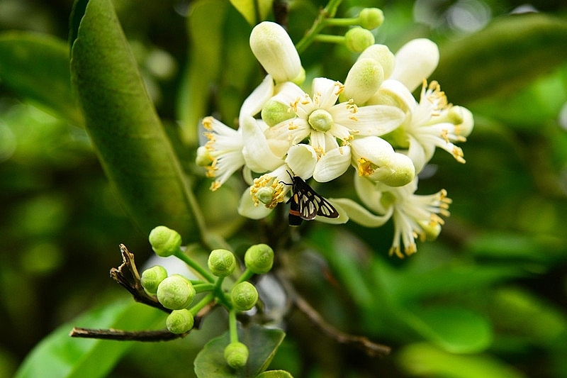 Làng bưởi Diễn nhộn nhịp vào mùa 'se duyên' cho hoa Làng bưởi Diễn nhộn nhịp vào mùa 'se duyên' cho hoa