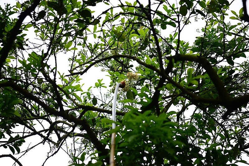 Làng bưởi Diễn nhộn nhịp vào mùa 'se duyên' cho hoa Làng bưởi Diễn nhộn nhịp vào mùa 'se duyên' cho hoa