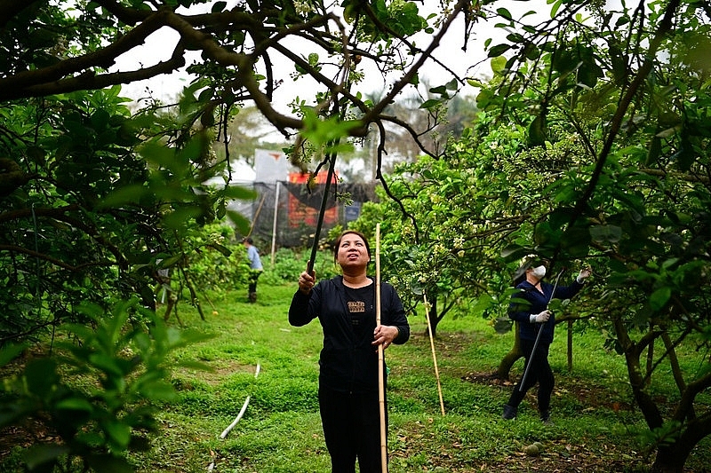 Làng bưởi Diễn nhộn nhịp vào mùa 'se duyên' cho hoa Làng bưởi Diễn nhộn nhịp vào mùa 'se duyên' cho hoa