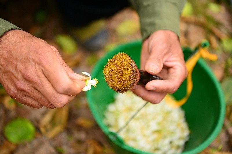 Làng bưởi Diễn nhộn nhịp vào mùa 'se duyên' cho hoa Làng bưởi Diễn nhộn nhịp vào mùa 'se duyên' cho hoa