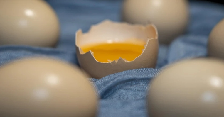 Ăn trứng thường xuyên có giúp bạn khỏe hơn? Ăn trứng thường xuyên có giúp bạn khỏe hơn?