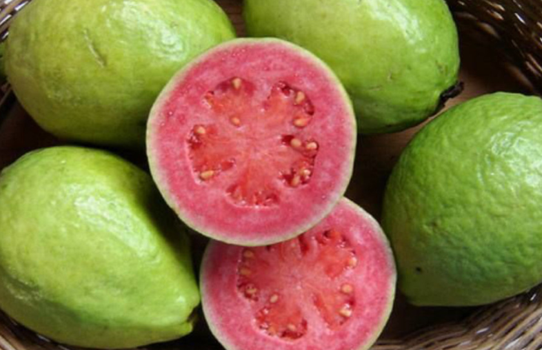 Ăn quả ổi tốt nhưng những người này không nên ăn Ăn quả ổi tốt nhưng những người này không nên ăn