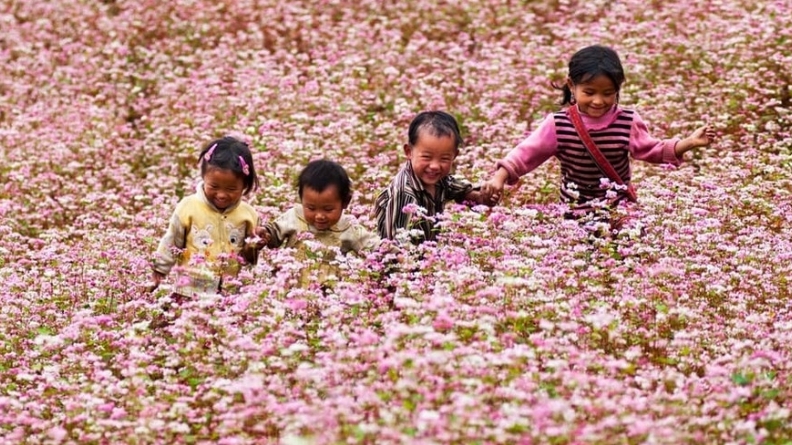 Chuẩn bị diễn ra Lễ hội hoa Tam Giác Mạch lần thứ XI