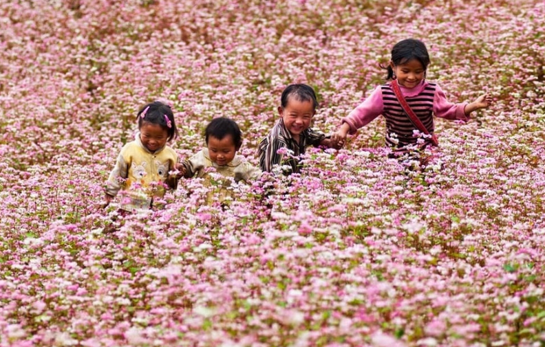 Chuẩn bị diễn ra Lễ hội hoa Tam Giác Mạch lần thứ XI Chuẩn bị diễn ra Lễ hội hoa Tam Giác Mạch lần thứ XI