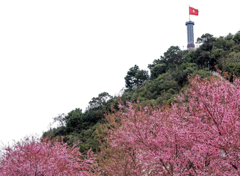 Lần đầu tiên tổ chức Festival hoa mai anh đào tại Tuyên Quang Lần đầu tiên tổ chức Festival hoa mai anh đào tại Tuyên Quang