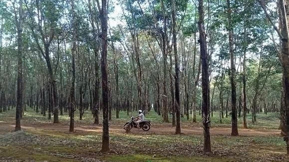 VietinBank đấu giá khoản nợ của Công ty Quang Đức: Tâm điểm hàng nghìn hecta cao su và cổ phần doanh nghiệp