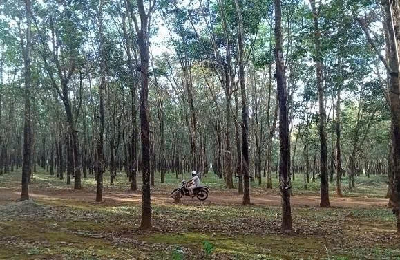 VietinBank đấu giá khoản nợ của Công ty Quang Đức: Tâm điểm hàng nghìn hecta cao su và cổ phần doanh nghiệp VietinBank đấu giá khoản nợ của Công ty Quang Đức: Tâm điểm hàng nghìn hecta cao su và cổ phần doanh nghiệp