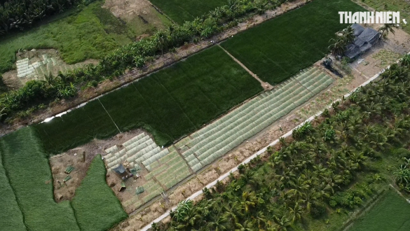 Giá cây lác hơn 20.000 đồng/kg, nông dân thu lãi cao gấp 5 lần trồng lúa