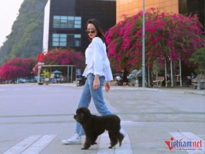 Hàng hoa giấy trăm cây nở rộ tuyệt đẹp ở Hạ Long, du khách xếp hàng check-in