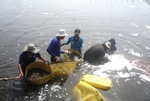 Tìm giải pháp vượt khó cho ngành tôm