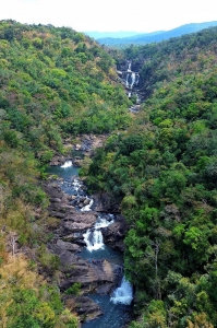 Eatul: Trái tim rừng già