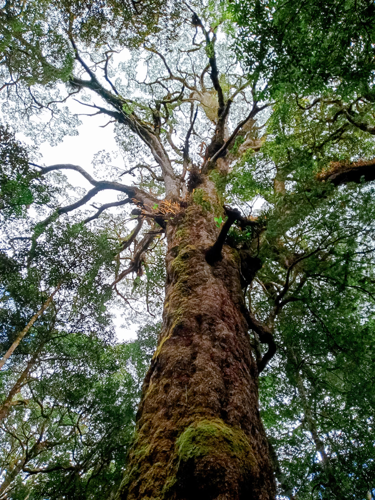 Thông 2 lá dẹt cổ thụ sừng sững giữa đất trời Nam Tây Nguyên