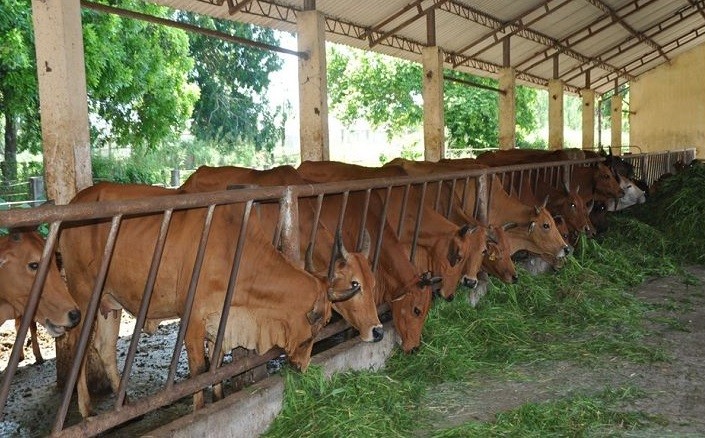 Gói thầu giống bò lai tại xã Vinh An (Thừa Thiên Huế): Chậm trễ công khai kết quả lựa chọn nhà thầu Gói số 06 thuộc Dự án Nuôi bò sinh sản thuộc Đề án Đa dạng hóa sinh kế nguồn vốn Chương trình mục tiêu quốc gia giảm nghèo bền vững năm 2021 xã Vinh An. Ảnh chỉ mang tính minh họa: Internet