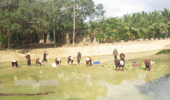 Lan Vương phối hợp triển khai mô hình trồng lúa nước