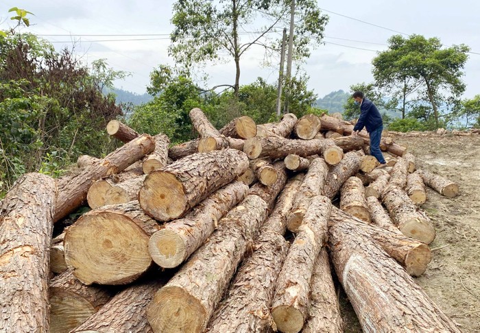 Bắc Kạn: Giữ rừng gắn với phát triển kinh tế, nâng cao đời sống người dân  ảnh 5