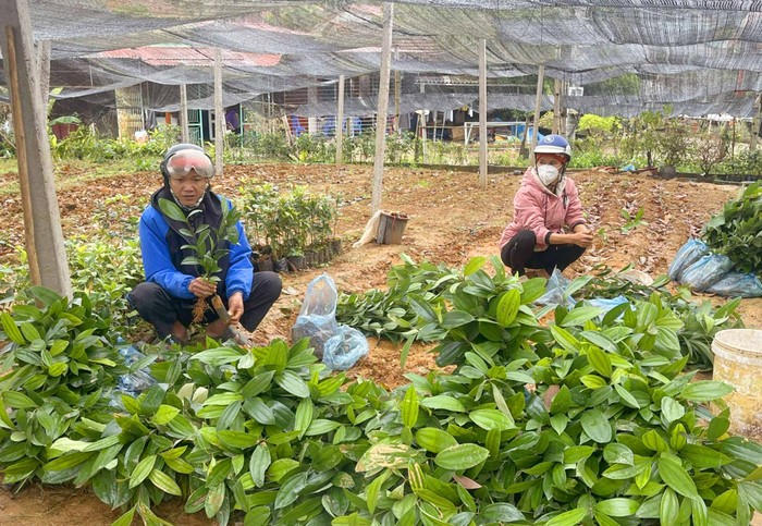 Bắc Kạn: Giữ rừng gắn với phát triển kinh tế, nâng cao đời sống người dân  ảnh 3