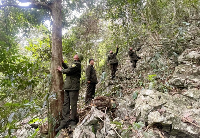 Bắc Kạn: Giữ rừng gắn với phát triển kinh tế, nâng cao đời sống người dân  ảnh 2