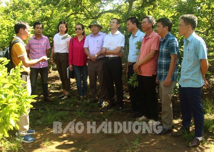 Chí Linh phát triển nông nghiệp công nghệ cao