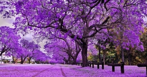 Một cổ phiếu bất động sản "bốc đầu" tăng gần 81% trong nửa tháng, Chủ tịch HĐQT bất ngờ xin từ nhiệm