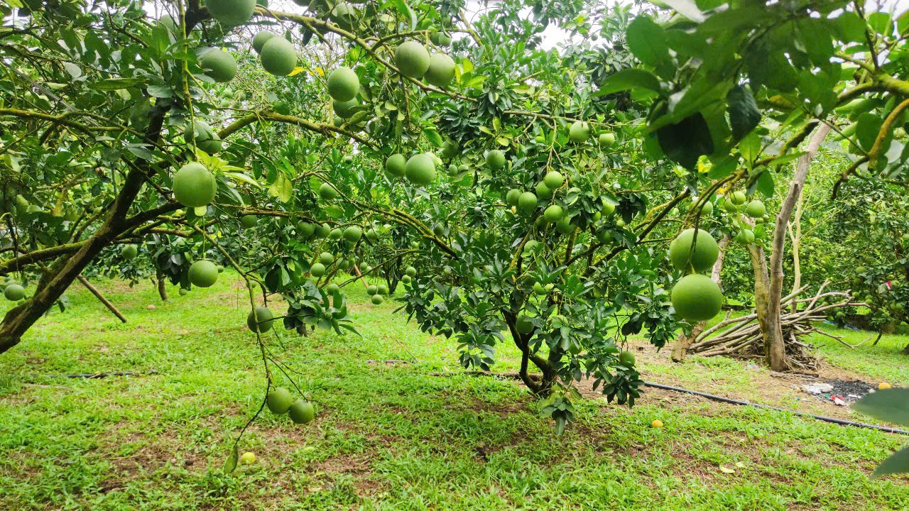 Bưởi Soi Hà - Quả ngọt từ lòng đất, khát vọng từ lòng người Bưởi Soi Hà - Quả ngọt từ lòng đất, khát vọng từ lòng người