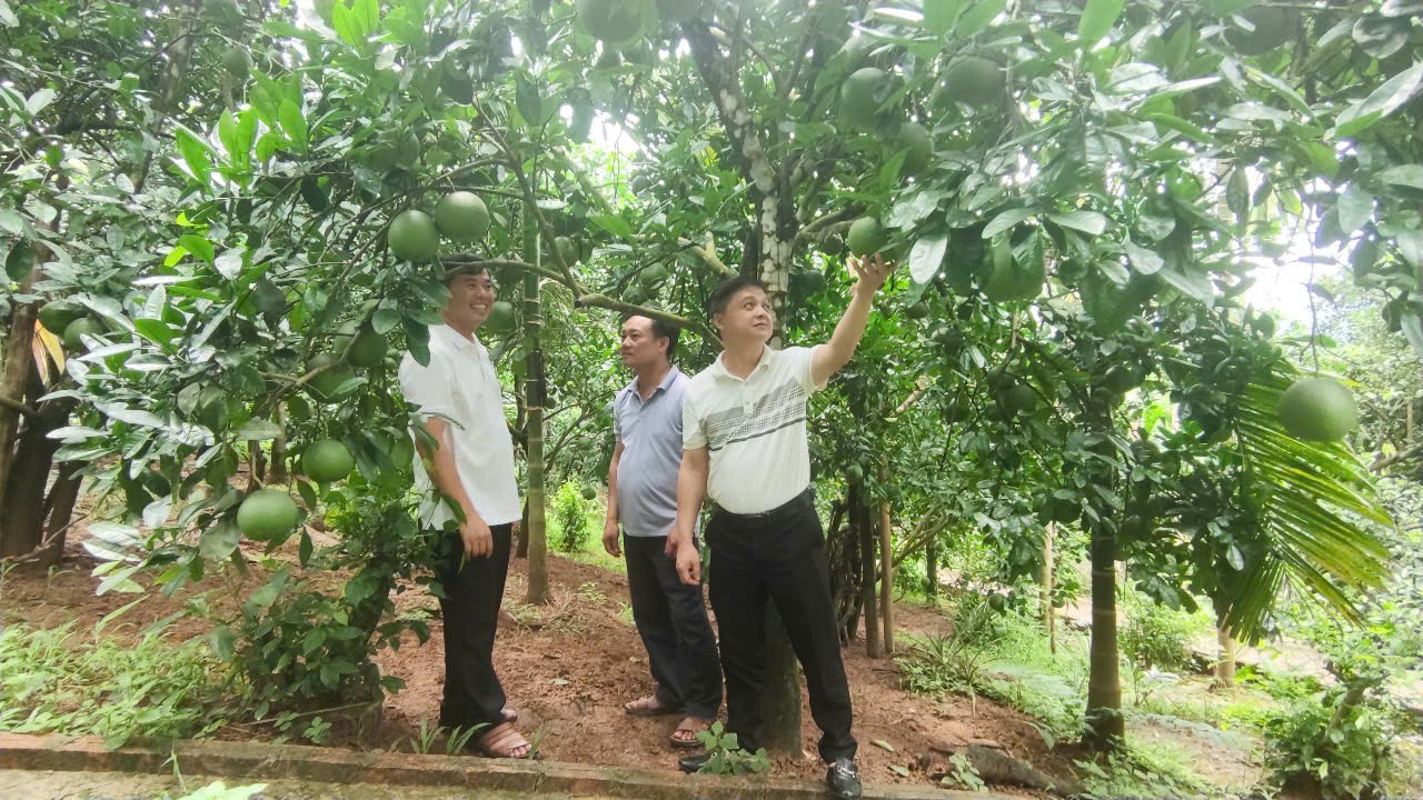 Bưởi Soi Hà - Quả ngọt từ lòng đất, khát vọng từ lòng người Bưởi Soi Hà - Quả ngọt từ lòng đất, khát vọng từ lòng người