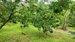 Bưởi Soi Hà - Quả ngọt từ lòng đất, khát vọng từ lòng người