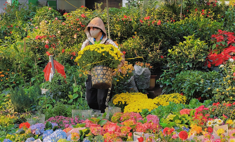 Phố cây cảnh Hoàng Hoa Thám những ngày giáp Tết Phố cây cảnh Hoàng Hoa Thám những ngày giáp Tết