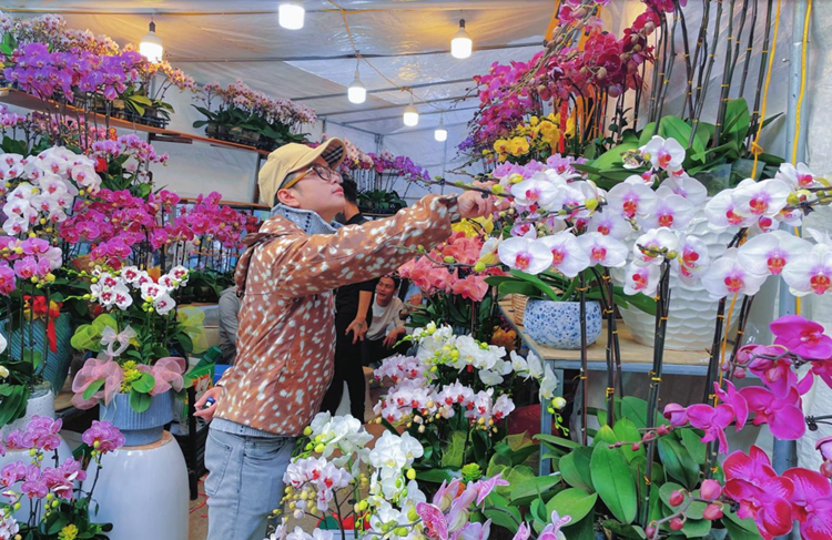 Phố cây cảnh Hoàng Hoa Thám những ngày giáp Tết Phố cây cảnh Hoàng Hoa Thám những ngày giáp Tết