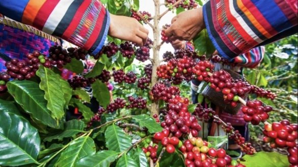 Giá cà phê lập đỉnh, vì sao vẫn nhiều doanh nghiệp lỗ nặng?